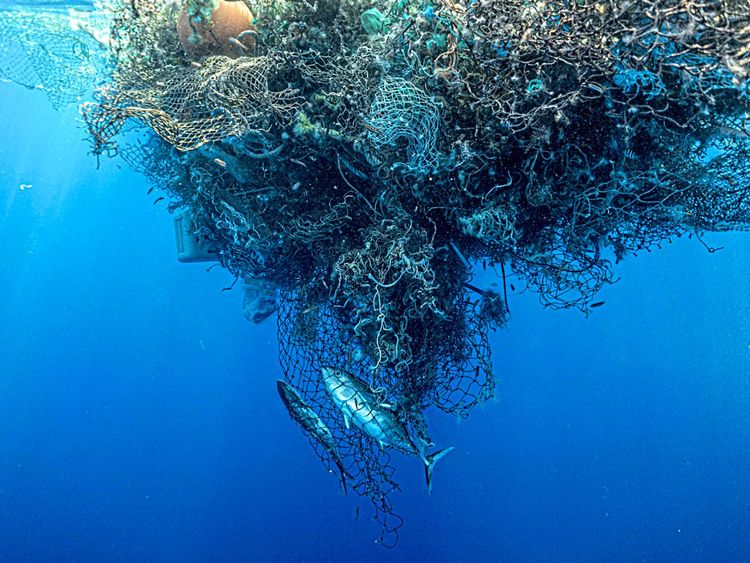 Ein toter Thunfisch treibt in einem riesigen Ballen alter Netze im Pazifik.