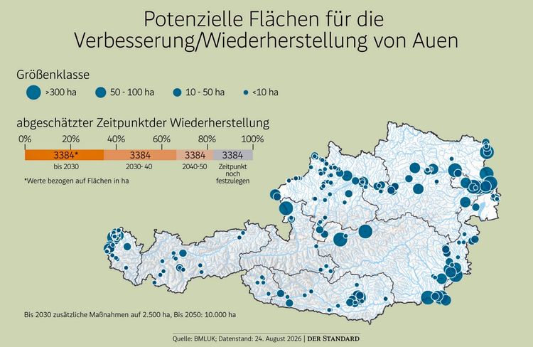 Karte von Österreich mit potenziellen Flächen für die Verbesserung oder Wiederherstellung von Auen. Farbige Punkte zeigen die Größenklassen der Flächen: dunkelblau für >300 ha, mittelblau für 50-100 ha, hellblau für 10-50 ha und türkis für <10 ha. Eine Skala darunter gibt den geschätzten Zeitpunkt der Wiederherstellung an: bis 2030, 2030-2040, 2040-2050 und noch festzulegende Zeitpunkte. Texthinweis: Bis 2030 sind Maßnahmen auf zusätzlichen 2.500 ha geplant. Datenquelle: BMLUK, Stand: 24. August 2026.