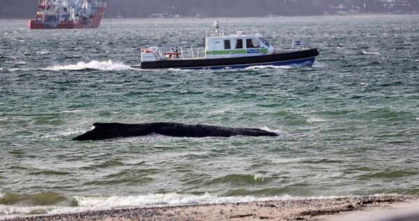 Buckelwal-steckt-an-deutscher-Ostseek-ste-fest-Rettung-geht-weiter