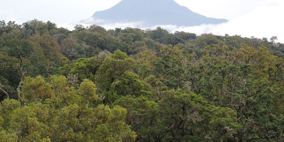 Schwindende Wälder in Afrika speichern mehr Kohlenstoff als gedacht - Vimarsana News