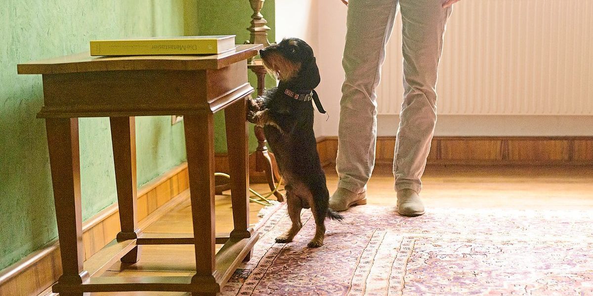 Wie Dackel Strolchi als Spürhund Holz-Schädlinge erkennt