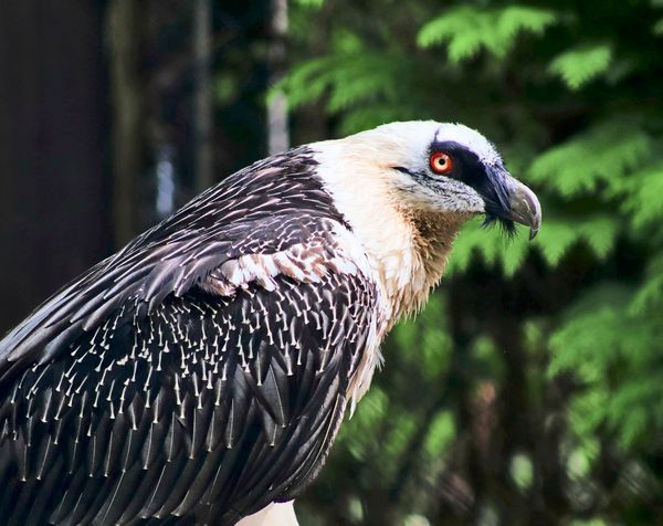 Bartgeier-in-den-Alpen-werden-gez-hlt