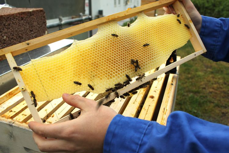 Honigbiene, Überleben
