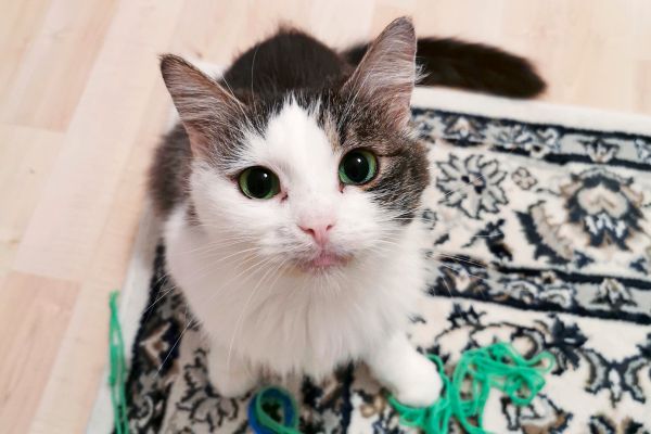 -Cat-People-Ein-Podcast-ber-Katzen-und-ihre-Menschen