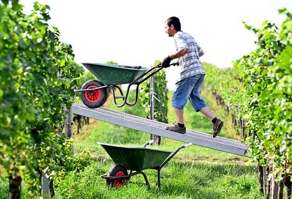International-top-im-Inland-ein-Flop-Winzer-zweifeln-an-der-Urteilskraft-amtlicher-Pr-fer
