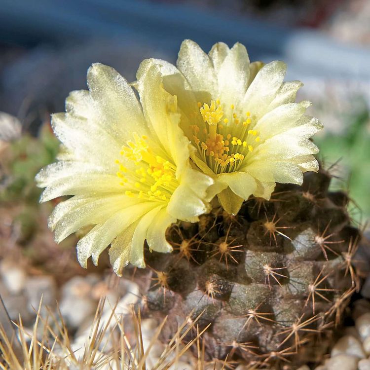 Kaktus mit zwei großen gelben Blüten