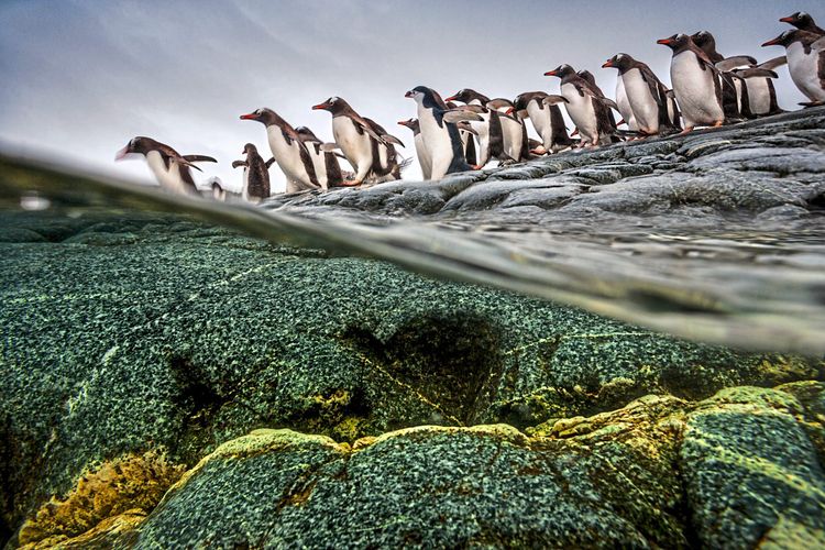 Pinguine spazieren nahe des Wassers