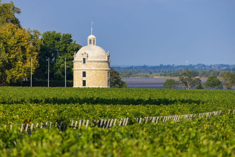 Typischer Weingarten nahe bei Chateau Latour, Bordeaux, Aquitaine, Frankreich.