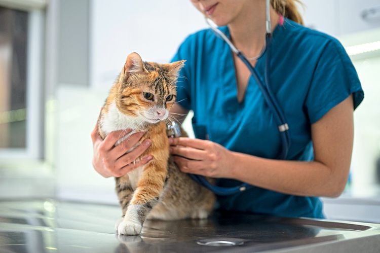 Eine rot-weiß-getigerte Katze sitzt auf dem Behandlungstisch einer Tierärztin, die sie gerade abhört